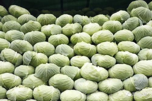 產(chǎn)量充足供應(yīng)穩(wěn) 安居區(qū)農(nóng)副產(chǎn)品豐盈無(wú)憂(yōu)